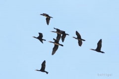 bw1g0065aves