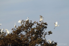 bw1g9938aves