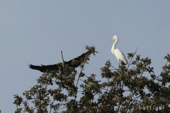 bw1g9955aves