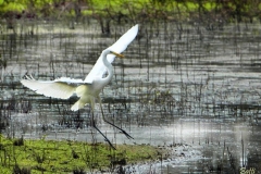aironebianco