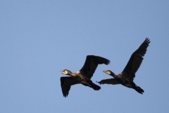 cormorani