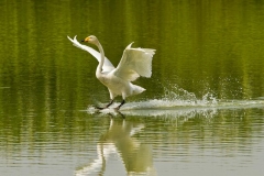 eleganzadelcigno