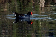 gallinella