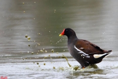 gallinellabatti