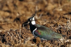 pavoncellabattim