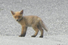 cucciolovolpeirostagno