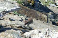 ermellino