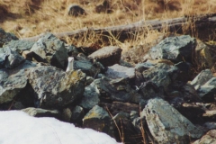 ermellinobianco