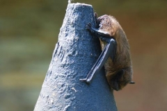 giarivulougrand