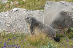 marmotta