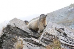 marmotta2