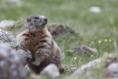marmotta2batti