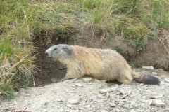 marmottaadulto
