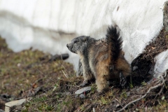marmottaeneve