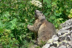 marmottafiore