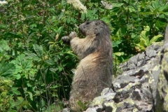 marmottafiore2