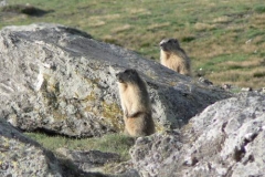 marmotte