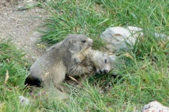 marmottegiocano