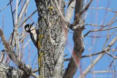dpp07db03120e1956aves