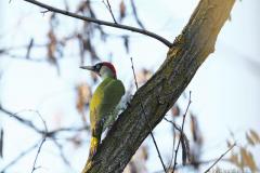 dpp07db0317122008aves