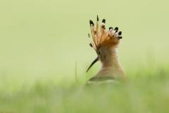 upupasito
