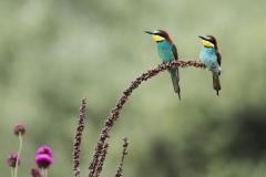 coppia