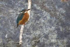 martinpescatorebatti