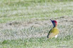 picchioverdeterra