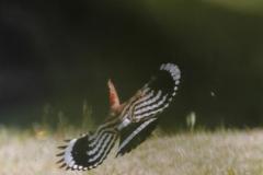 voloupupa