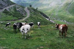 bovinimolinarolagoverde