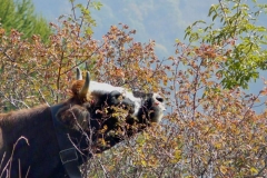 muccarosacanina
