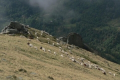 pecoreculet