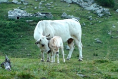 tenerezza2