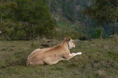 vitellino