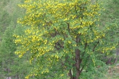 dscf3893-maggiociondolom