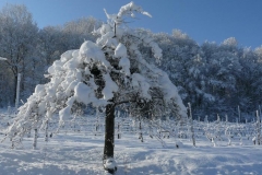 albero