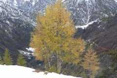 betullaaut