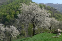 ciliegi