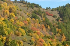 colori
