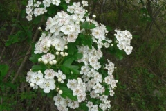 crataegusmonogyna