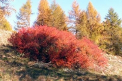 crespino