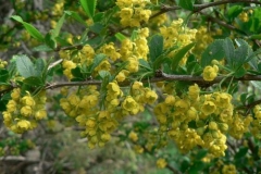 crespinofiori