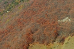 faggeta