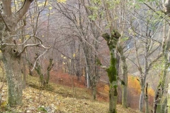 frassiniaceri