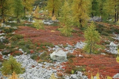 giardinomirtillilarici