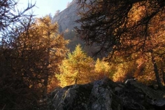 larici