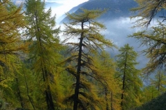 larici2