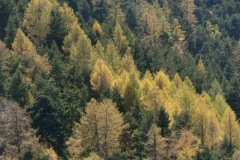 laricipini