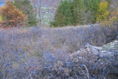 prugnolofrutti