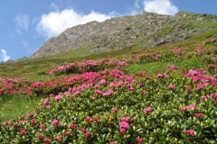 rododendri2
